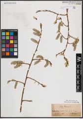 Foto von Salix caprea L.